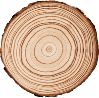 Лиственница